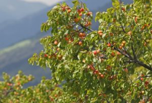 Il Viaggiatore Magazine - Fragole in Val Venosta, Alto Adige