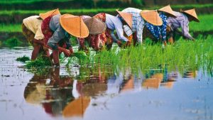 Il Viaggiatore Magazine - Raccoglitrici di riso, Vietnam