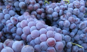 Il Viaggiatore Magazine - Uva di Nebbiolo