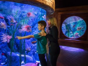 Il Viaggiatore Magazine - Gardaland SEA LIFE Aquarium - Castelnuovo del Garda, Verona