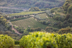 Il Viaggiatore Magazine - Granfondo KASK Soave MTB - Soave, Verona - Foto GF KASK SOAVE MTB