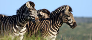 Il Viaggiatore Magazine - Zebre al Kruger Park, Sudafrica