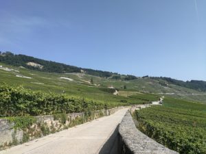 IlViaggiatoreMagazine-Tour dei Vigneti-Losanna-Svizzera