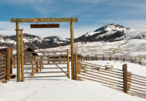 IlViaggiatoreMagazine-Osservazione dei lupi-Buffalo Ranch-Lamar Valley-Yellowstone National Park-USA