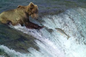 IlViaggiatoreMagazine-Orso bruno-Alaska-USA-Cosa vedere in Alaska