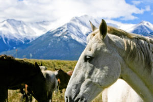 Cavalli nello scenario del Colorado