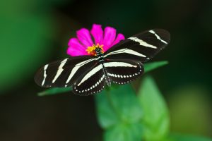 Farfalle, Costa Rica
