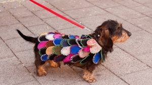 Cagnolino vestito in maschera da "Narri Narro" - Lago di Costanza, Svizzera