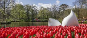 Il Viaggiatore Magazine - Tulipani, Olanda