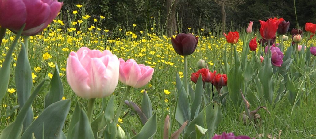 Il Viaggiatore Magazine - Villa Pisani Bolognesi Scalabrin - Tulipani, Vescovana (PD)