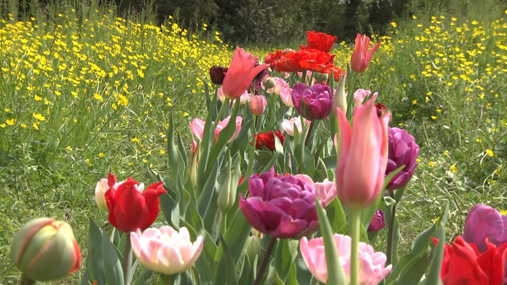 Il Viaggiatore Magazine - Villa Pisani Bolognesi Scalabrin - Tulipani, Vescovana (PD)