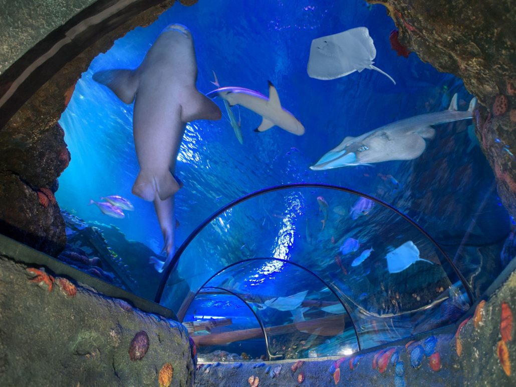 Il Viaggiatore Magazine - Sea Life Aquarium - Tunnel con squalo chitarra - Castelnuovo del Garda,Verona