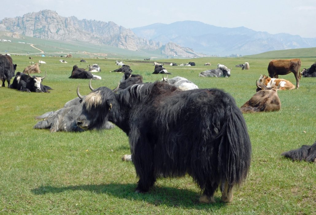 Il Viaggiatore Magazine - Yak, Mongolia