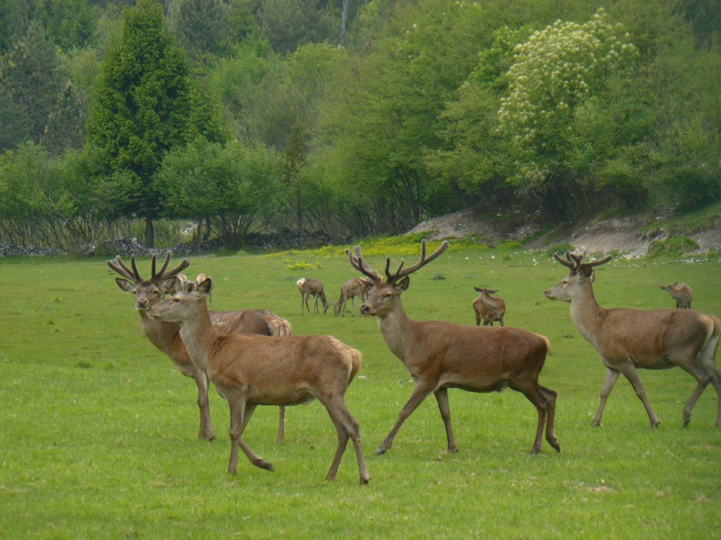 Il Viaggiatore Magazine - Parco Faunistico Pianpinedo, Pordenone