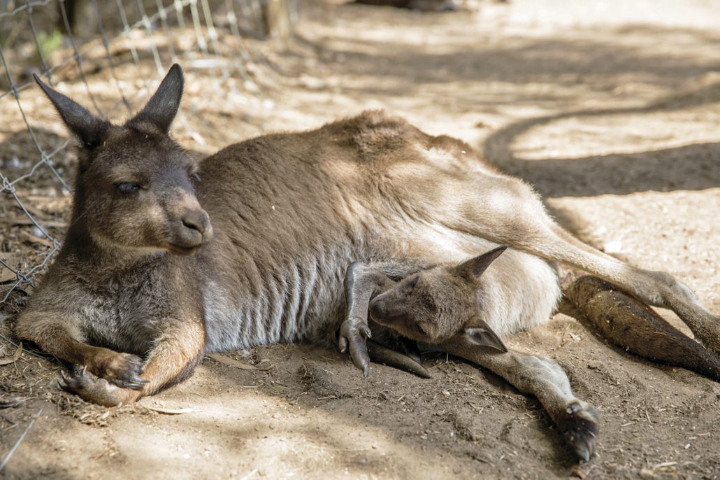 Il Viaggiatore Magazine - Canguri, Australia