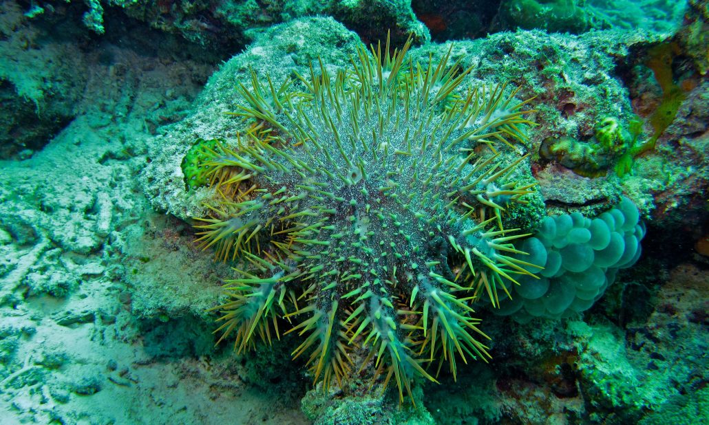 Il Viaggiatore Magazine - Corona di spine (Acanthaster planci)