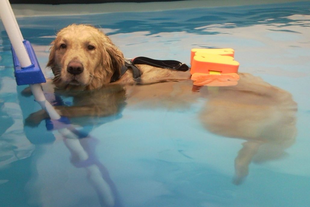 Il Viaggiatore Magazine - Cane in piscina