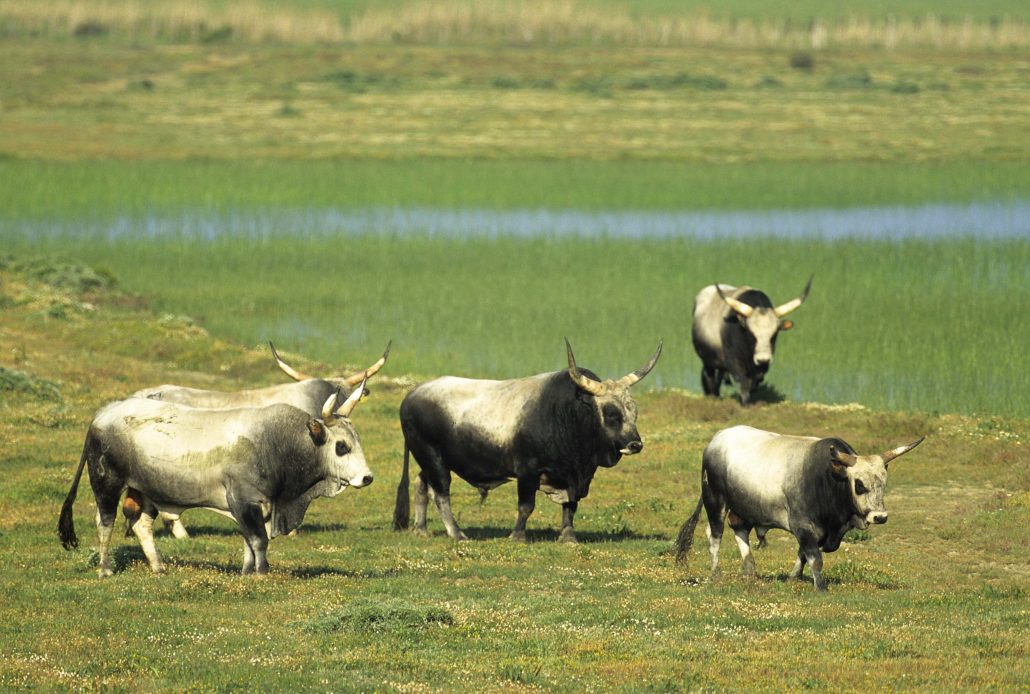 Il Viaggiatore Magazine - Animali al pascolo - Maremma Toscana, Grosseto