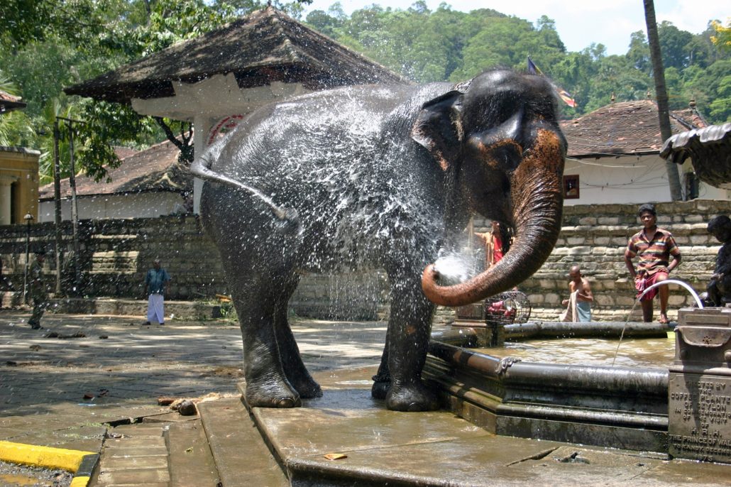 Il Viaggiatore Magazine - Elefante, Sri Lanka