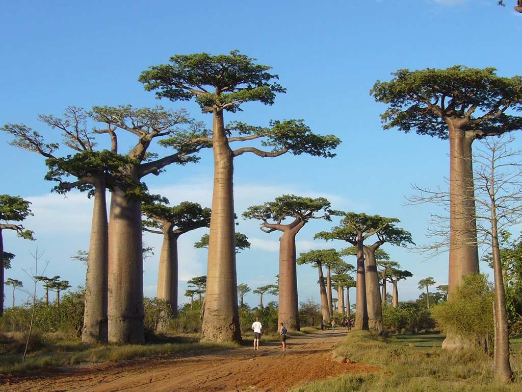 Il Viaggiatore Magazine - Baobab, Madagascar