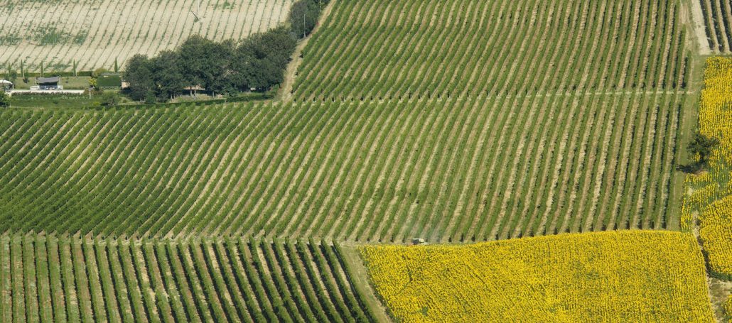 Il Viaggiatore Magazine - Vigneti di Morro d'Alba, Cuneo