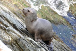 Il Viaggiatore Magazine - Parco Nazionale Tierra del Fuego, Argentino