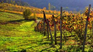 Il Viaggiatore Magazine - Filari di Bonarda - Oltrepò Pavese, Provincia di Pavia