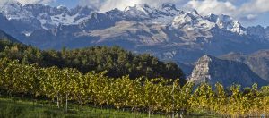 Il Viaggiatore Magazine - Vigneti - Mezzocorona, Trento