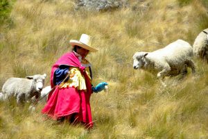 Il Viaggiatore Magazine - Gregge - Cajamarca, Perù