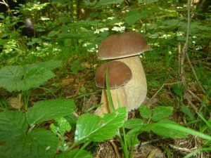 Il Viaggiatore Magazine - Boletus reticolatus, foto di Rosalinda Panozzo