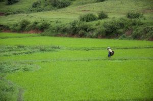 Il Viaggiatore Magazine - Piantagioni di riso, Myanmar
