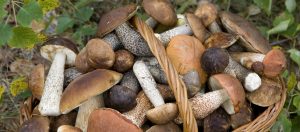 Il Viaggiatore Magazine - Funghi porcini