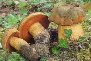 Il Viaggiatore Magazine - Boletus luridus, foto di Antonio Testoni