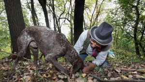 Il Viaggiatore Magazine - Ricerca del tartufo