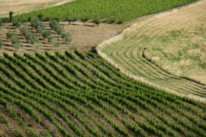 Il Viaggiatore Magazine - Area del COnsorzio dei Vini del Montecucco, Toscana