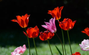 Il Viaggiatore Magazine - "Giardinity primavera" - Il Viaggiatore Magazine - Tulipani - Villa Pisani Bolognesi Scalabrin - Vescovana (PD) - Foto Silvano N. Bretini 