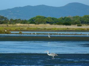 Il Viaggiatore Magazine - Oasi di Orbetello - Orbetello, Grosseto