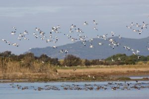 Il Viaggiatore Magazine - Oasi di Orbetello - Orbetello, Grosseto - Foto di Fabio Cianchi