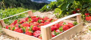 Il Viaggiatore Magazine - Fragole della Val Martello - Val Venosta, Bolzano