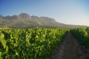 Il Viaggiatore Magazine - Vigneti a Stellenbosch, Sudafrica