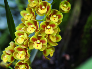 Il Viaggiatore Magazine - Orchideenwelt - Cymbidium - Gargazzone, Bolzano