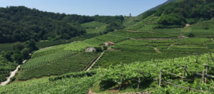 Il Viaggiatore Magazine - Valle di Cembra, Trento - Fototeca Strada Vino Sapori Trentino