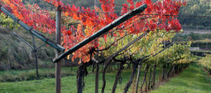 IlViaggiatoreMagazine-"La Vigna eccellente"-Isera-Trento-Foto F. Badocchi