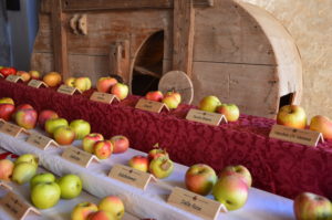 IlViaggiatoreMagazine-Pomaria mostra pomologica frutta antica