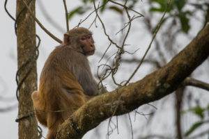 IlViaggiatoreMagazine-Macaco-India-Foto di Guglielmo Daddi