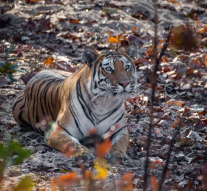 IlViaggiatoreMagazine-Tigre-India-Foto di Guglielmo Daddi