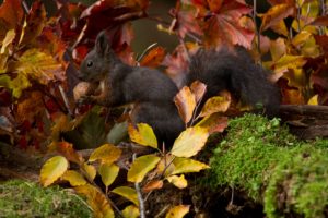 IlViaggiatoreMagazine-Foliage-Asiago-Vicenza