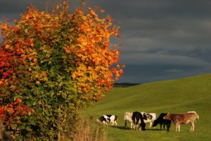 IlViaggiatoreMagazine-Foliage-Asiago-Vicenza