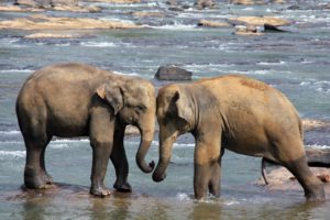 IlViaggiatoreMagazine-Elefanti al bagno-Sri Lanka