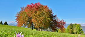 IlViaggiatoreMagazine-Foliage-Asiago-Vicenza